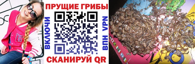 как найти закладки  Пудож  Галлюциногенные грибы Psilocybe 